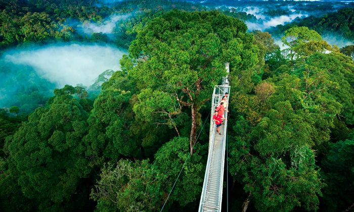 Voler ou marcher au dessus de la Canopée à Monteverde, vous en avez rêvé !